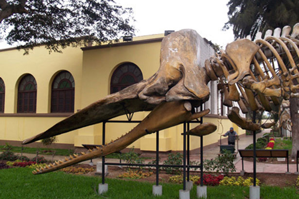 Museo Historia Natural UNMSM / Autor: Jorge Alvarado Museo Historia Natural de Lima